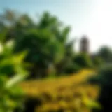 Lush greenery and scenic landscapes of Al Barari Park