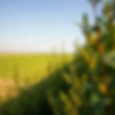 A serene landscape of green fields under a clear blue sky in Umm Al Quwain