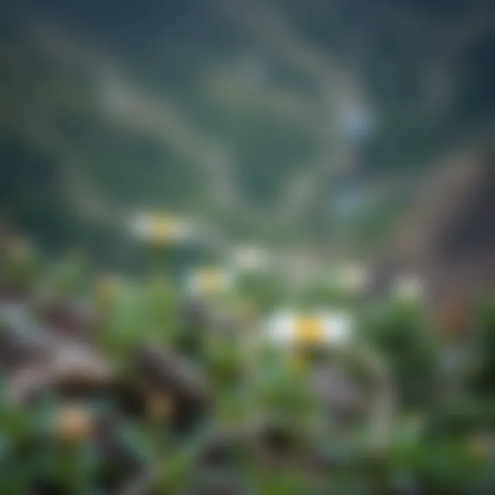 Wildlife and flora in Hatta's hiking routes