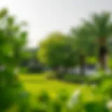 Lush Greenery in Wasl Green Park Lush greenery in Wasl Green Park