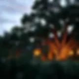 Majestic Silver Oak showcasing its grandeur