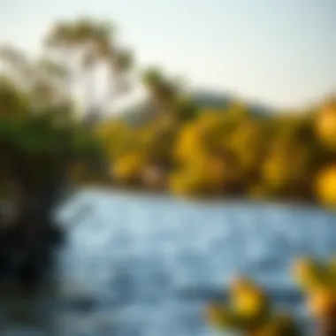 Notable The Importance of Mangroves in Coastal Ecosystems Notable The Importance of Mangroves in Coastal Ecosystems