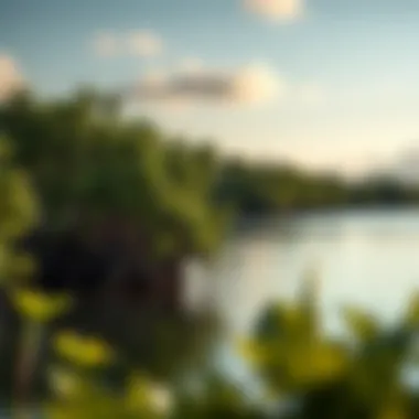 The Importance of Mangroves in Coastal Ecosystems Summary The Importance of Mangroves in Coastal Ecosystems Summary